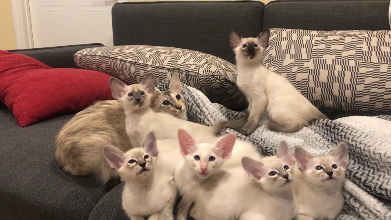 Siamese Balinese hypoallergenic cat kitten Sound Test ) YouTube