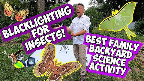COLLECTING INSECTS AT NIGHT WITH A BLACKLIGHT - Fun and Educational Family Activity