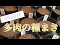 リベンジ！多肉の種まき