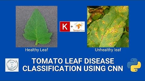 Tomato leaf