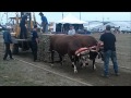 Oxen pulling hook on stay on at The Big Ex