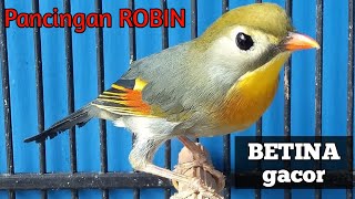 Robin BETINA gacor | PANCINGAN robin jantan bunyi