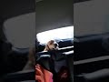 Как перевезти собаку лабрадора в машине в багажнике | Собака лабрадор Тафгай едет купаться на речку