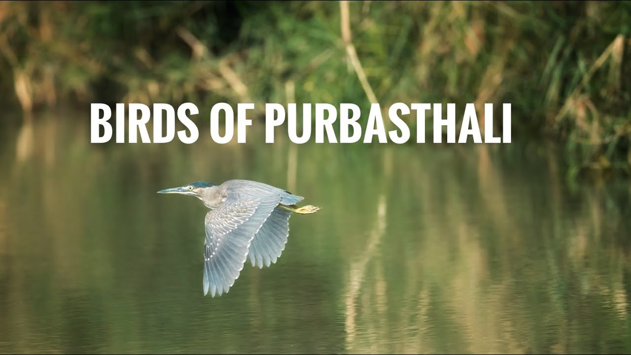 Purbasthali 2026 | Bird Activities | Bird Behaviour | Chupi | 