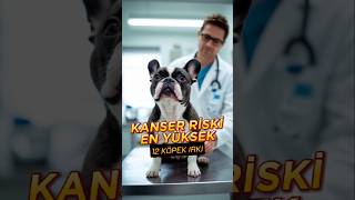 Kanser Riski En Yüksek 12 Köpek Irkı
