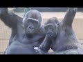 泣いてる人間の赤ちゃんを心配そうに見るゴリラの兄弟⭐️Gorilla【京都市動物園】Gorilla brothers looking worriedly at a crying human baby.