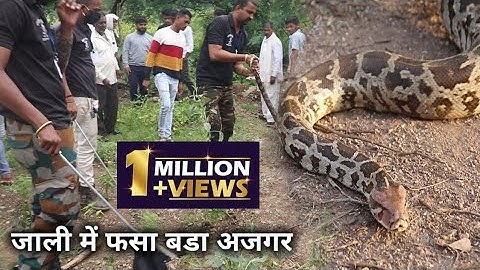 24 घंटे से जाली में फसा बडा अजगर सांप, पूरे गांव में मच गया हड़कम, फिर देखिए क्या हुआ