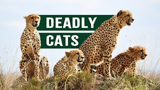 Near-Death Escapes: Deadly Predators Hunt Prey For Survival | Deadly Game | Apex Predators