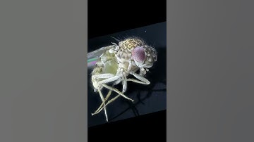 Fruit fly in details: #Shorts