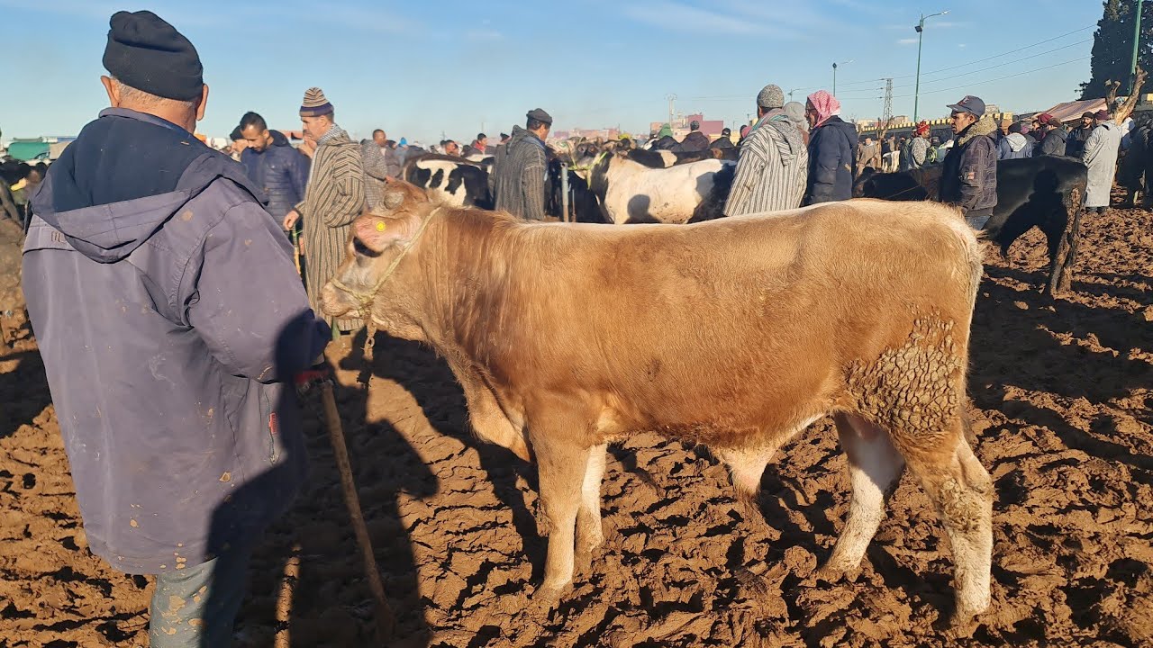 فصباح أربعاء فسوق مكناس 2026/2/11 لحوالى ونعجة وبقرات وعجول وعجلات 