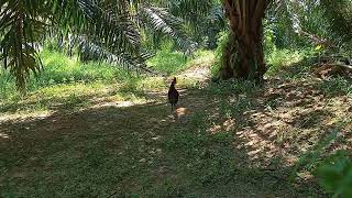 Download Lagu Di saat sang ori merapat...alhamdulillah ada mnais2.#tgspikatlaga #senilapis #toweng.. MP3 Download Lagu Di saat sang ori merapat...alhamdulillah ada mnais2.#tgspikatlaga #senilapis #toweng.. MP3