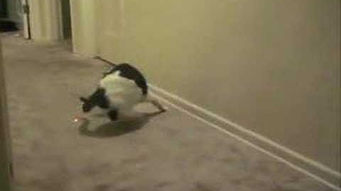 Hail, Stanford Hail: Laser Cat