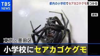 東京・墨田区の小学校でセアカゴケグモ 五輪会場から返却の植木鉢に