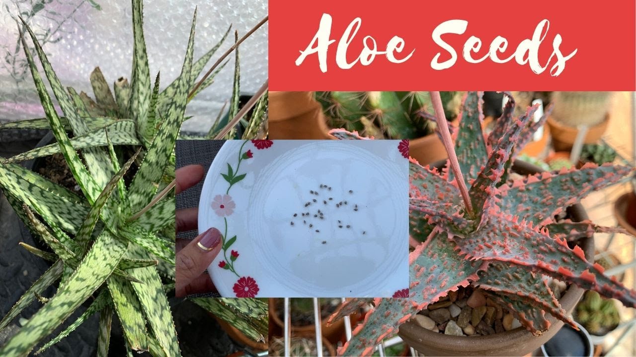 Harvesting Aloe Seeds (an update) + Subscribers Spotlight 3 YouTube
