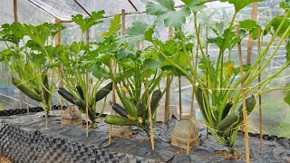 Growing zucchini in a greenhouse, don