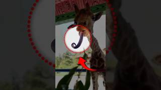 Why Giraffes Are The Weirdest Animals