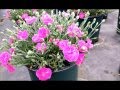 Best Garden Perennials, Dianthus Starry Night (Garden Pink)
