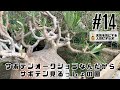 【塊根植物/多肉植物】#14 - サボテンオークションなんだからサボテン見るっしょの回【コーデックス】