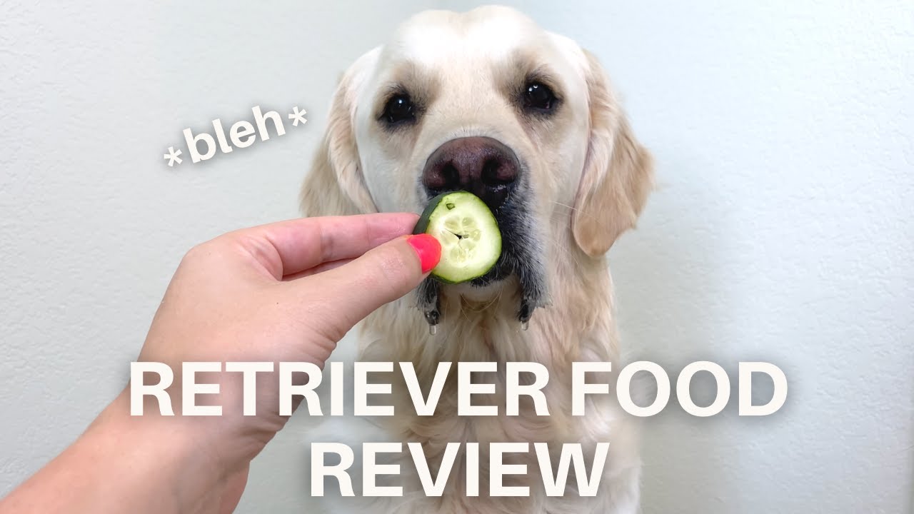 ASMR Food Review Golden Retriever Taste Test YouTube