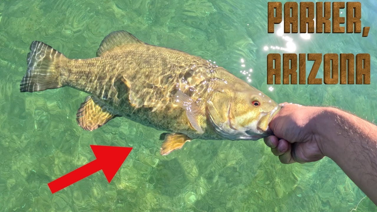 Exploring the Best River for Smallmouth Bass!