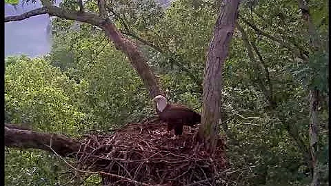 DHEC, Mom Fish, DH5 Squees, 052718