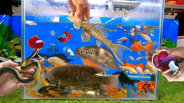 Video tổng hợp cá cảnh đẹp, cá lia thia, cá betta, cá tàu ngầm, cá chép koi, két panda, rắn
