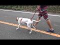 English Pointer MEG 2歳になったよ記念動画(1) の動画、YouTube動画。