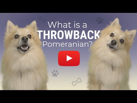 Video: Khi nào chó con bắt đầu đánh dấu lãnh thổ của họ?