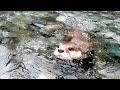 Captain Aty in tears of joy at the first river in a long time! [Otter life Day 559]