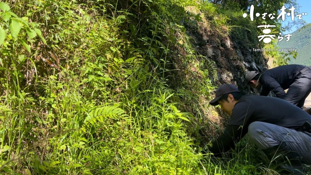 Очистите водосточные желоба, переполненные сорняками и почвой / Первая курица на свободном выгуле