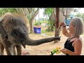 Где покормить слонов в Паттайе?Сезон дождей в разгаре