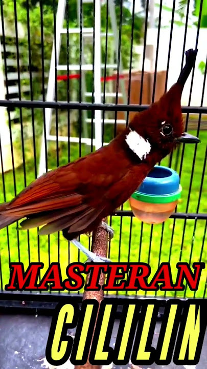 MASTERAN CILILIN SUARA ASLI TEMBAKAN PANJANG MUDAH MASUK #masterancililin