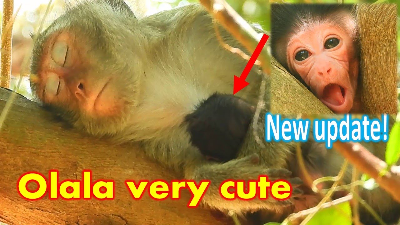 New update! Newborn baby Olala she look so cute & mom Olivia hugging Olala sleep together