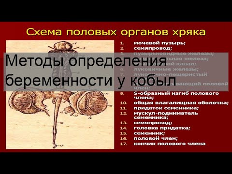 Методы определения беременности у кобыл