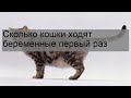 Сколько кошки ходят беременные первый раз