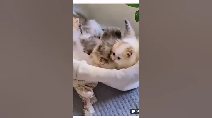 Video 3427191: cornish rex devon, kitten cornish rex cat, shorthair cat kitten, domestic shorthair cat, cats kittens meowing, purebred cat, meowing mother cat, cat cute pets