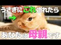 うさぎが最愛の人にしか見せない仕草9選!