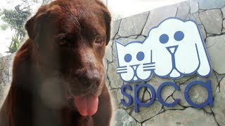 SPCA- 领养代替购买