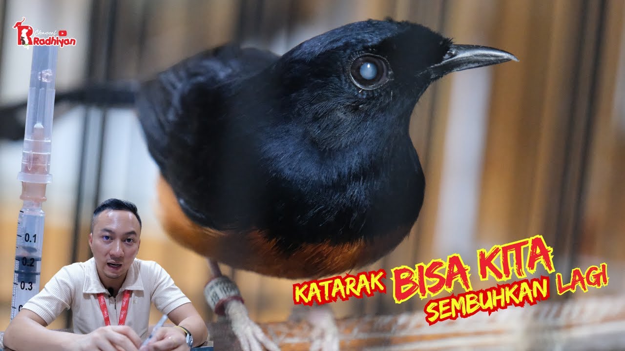 Клиника RADHIIYAN PET AND CARE выполняет любые операции для животных, включая катаракту в Мураи-Б...