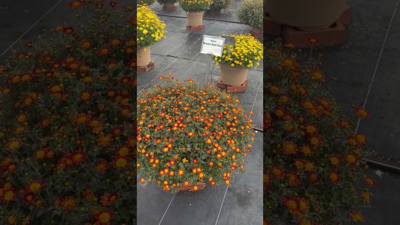 Brazen™ Samurai | Syngenta Flowers