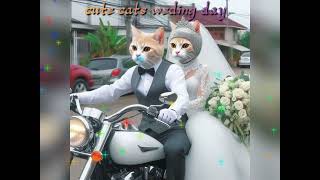 happy marriage stories#ai#cat #cute #catlover