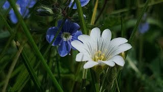 Passacaglia – Handel⧸Halvorsen Piano Solo