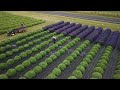 Wonderful Lavender Fields Harvest - Lavender Essential Oil Distillation - Making Of Lavender Soap!