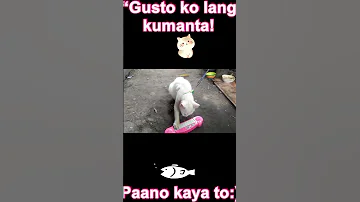 Gusto Ko Lang Kumanta Pusang Nagpipilit Tumugtog Ng Laruan Piano 