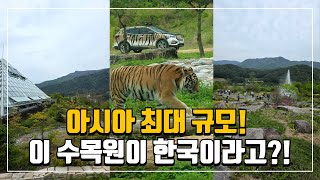 이게 국내라고? 2200억 규모 아시아 최대 수목원! 트램 타고 백두산 호랑이 구경해요~ | 국내여행 | 당일치기여행