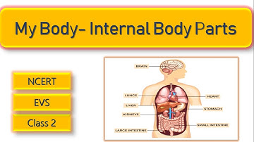 EVS| Class 2| Internal Parts of our body| Internal organs and their functions for kids| Worksheets