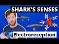 How do SHARKS sense the HEARTBEATS of prey? - SHARK SENSES and the SCIENCE behind electroreception!