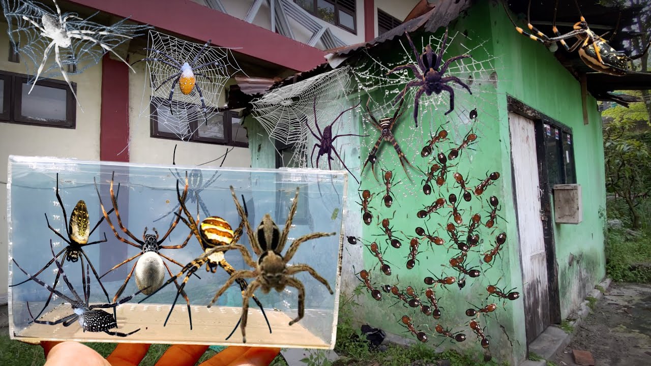 Top Venomus Spider Hunt: Catch Giant Golden Spider, Chameleon, Belalang ...