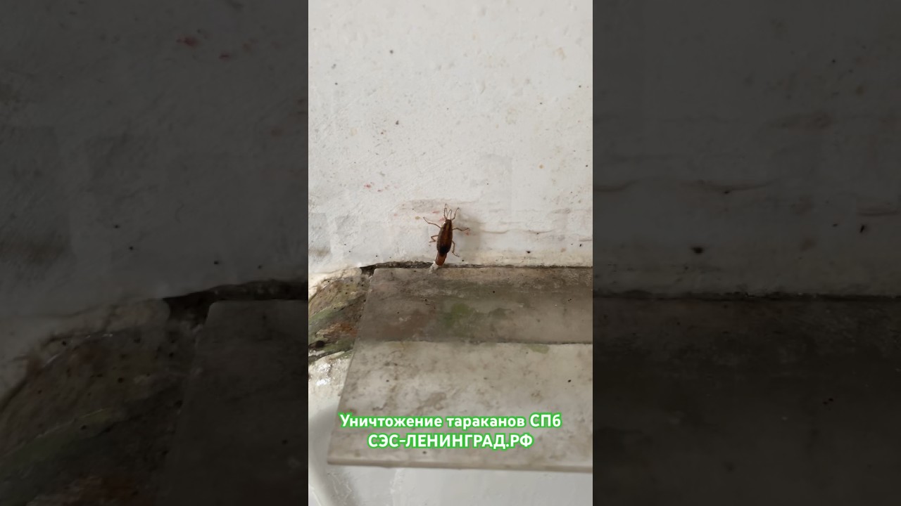 Уничтожение тараканов СПБ - YouTube