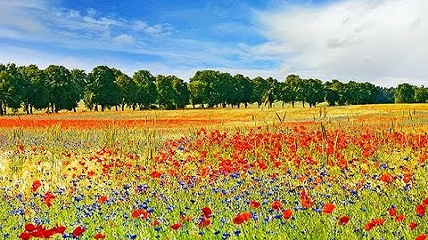 50 Mẫu Tranh 3D Phong Cảnh Hoa Tuyệt Đẹp p7 - Giá Tốt Nhất Sài Gòn